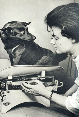 Illustration for article titled That Time Soviet Russia Sent Dogs Into Space